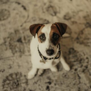 314406280_1175403460063670_730898212971376021_n